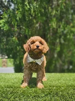 Mini  - Jelly Beans - Male, a male Poodle - Toy  and Miniature Goldendoodle for sale in Kissimmee, FL – 2 of 7