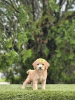 Toy - Lulu Lime - Female, a female Golden Retriever and Poodle - Miniature  for sale in Kissimmee, FL – 3 of 3