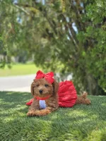 Cherry Couture, a female Goldendoodle for sale in Kissimmee, FL – 3 of 4