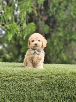 Toy - Mister Muffin - Male, a male Golden Retriever and Poodle - Toy  for sale in Kissimmee, FL – 3 of 5