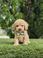 Toy - Mister Muffin - Male, a male Golden Retriever and Poodle - Toy  for sale in Kissimmee, FL – 2 of 5