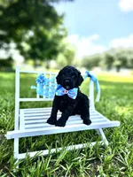 Ónix - Toy DoubleDoodle , a male Bernedoodle and Miniature Goldendoodle for sale in Kissimmee, FL – 7 of 9