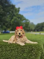 Standard - Strawberry Shortcake - Female, a female Golden Retriever and Poodle - Standard  for sale in Kissimmee, FL – 5 of 5