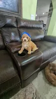 Toy Larimar DoubleDoodle, a female Bernedoodle and Miniature Goldendoodle for sale in Kissimmee, FL – 1 of 2
