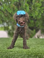 Miss Cocoa Chanel, a female Goldendoodle and Poodle - Multi-Colored Standard for sale in Kissimmee, FL – 3 of 5