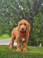 Standard - Cooper - Male, a male Golden Retriever and Poodle - Standard  for sale in Kissimmee, FL – 5 of 5