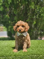 Mini  - Jelly Beans - Male, a male Poodle - Toy  and Miniature Goldendoodle for sale in Kissimmee, FL – 3 of 7