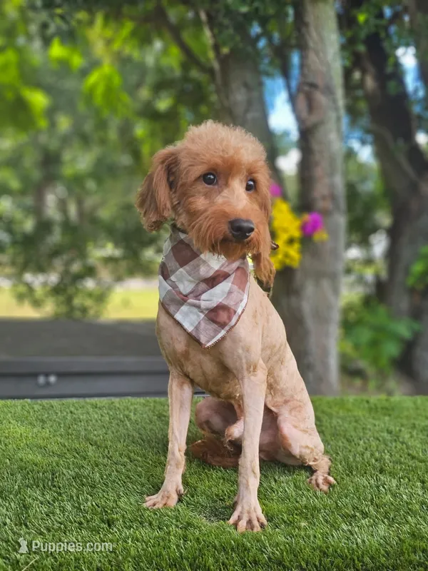 Mini Captain Canoli – Poodle - Toy , Miniature Goldendoodle puppy for sale in Kissimmee, FL