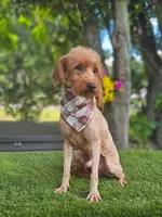 Mini Captain Canoli, a male Poodle - Toy  and Miniature Goldendoodle for sale in Kissimmee, FL – 1 of 4