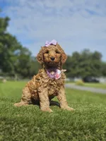 Standard - Fancy Nancy - Female, a female Golden Retriever and Poodle - Standard  for sale in Kissimmee, FL – 3 of 5