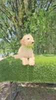 Medium Milo, a male Goldendoodle for sale in Kissimmee, FL – 4 of 5