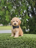 Toy - Sir Waffles - Male, a male Golden Retriever and Poodle - Miniature  for sale in Kissimmee, FL – 4 of 4