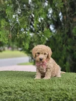 Toy - Biscuit Belle - Female, a female Golden Retriever and Poodle - Miniature  for sale in Kissimmee, FL – 4 of 5