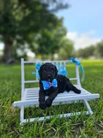 Ónix - Toy DoubleDoodle , a male Bernedoodle and Miniature Goldendoodle for sale in Kissimmee, FL – 3 of 9