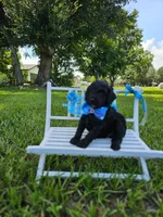 Ónix - Toy DoubleDoodle , a male Bernedoodle and Miniature Goldendoodle for sale in Kissimmee, FL – 8 of 9