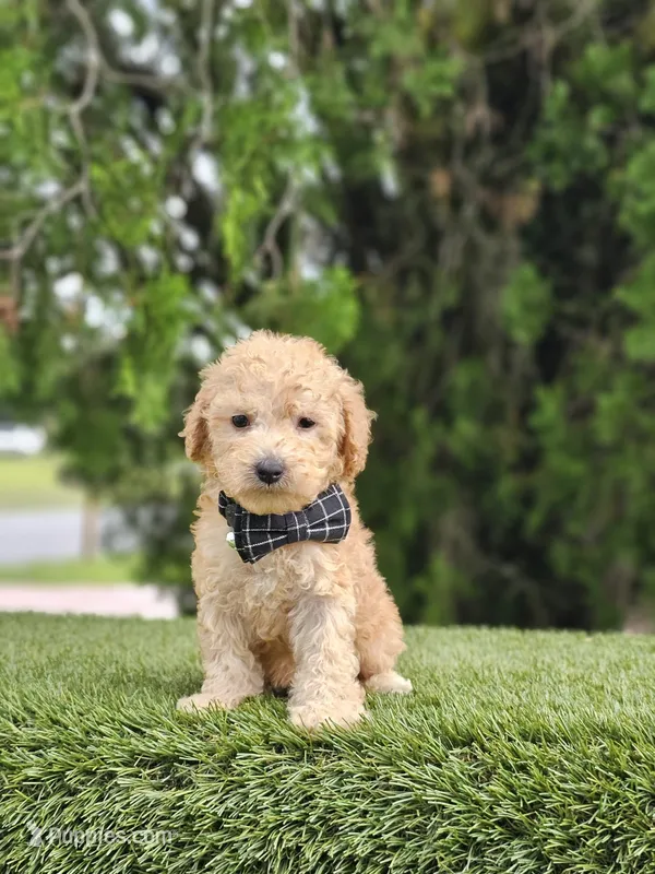 Toy - Sir Waffles - Male – Golden Retriever, Poodle - Miniature  puppy for sale in Kissimmee, FL