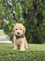 Toy - Sir Waffles - Male, a male Golden Retriever and Poodle - Miniature  for sale in Kissimmee, FL – 1 of 4
