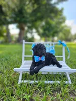 Ónix - Toy DoubleDoodle , a male Bernedoodle and Miniature Goldendoodle for sale in Kissimmee, FL – 9 of 9
