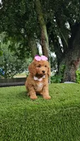 Cavapoo Praline Belle, a female Cavapoo and Poodle - Miniature  for sale in Kissimmee, FL – 6 of 7
