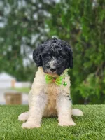 Medium  Sir Cookies , a male Goldendoodle and Poodle - Standard  for sale in Kissimmee, FL – 2 of 6