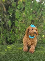 Peaches - Miniature , a female Miniature Goldendoodle for sale in Kissimmee, FL – 2 of 6