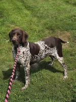 Goose, a female German Shorthaired Pointer for sale in Elwood, IN – 3 of 3