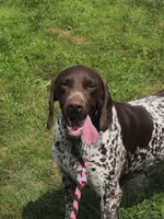 Goose, a female German Shorthaired Pointer for sale in Elwood, IN – 2 of 3