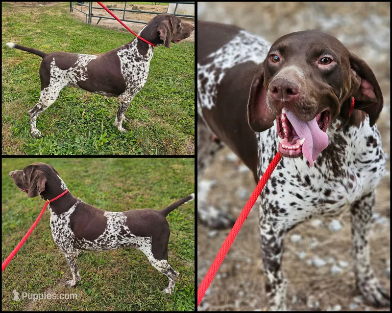 Goose – German Shorthaired Pointer puppy for sale in Elwood, IN