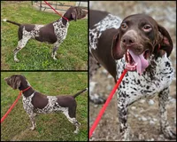 Goose, a female German Shorthaired Pointer for sale in Elwood, IN – 1 of 3