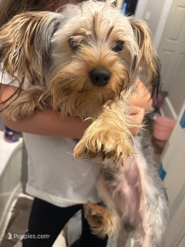 Teddy, a male Yorkshire Terrier for sale in North Augusta, SC – 1 of 2