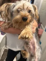 Teddy, a male Yorkshire Terrier for sale in North Augusta, SC – 1 of 2