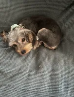 Teddy, a male Yorkshire Terrier for sale in North Augusta, SC – 2 of 2