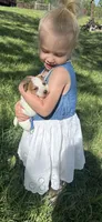 Belle, a female Jack Russell Terrier for sale in Monett, MO – 2 of 2