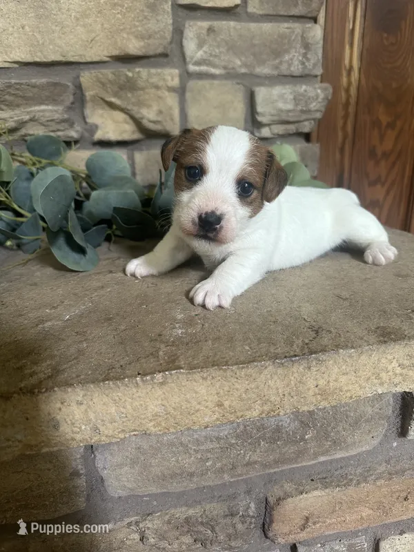Belle – Jack Russell Terrier puppy for sale in Monett, MO
