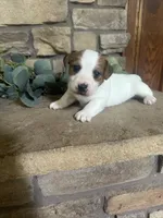Belle, a female Jack Russell Terrier for sale in Monett, MO – 1 of 2