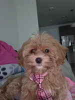 Bella, a female Maltipoo for sale in Woodstock, GA – 1 of 4