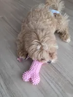 Bella, a female Maltipoo for sale in Woodstock, GA – 4 of 4