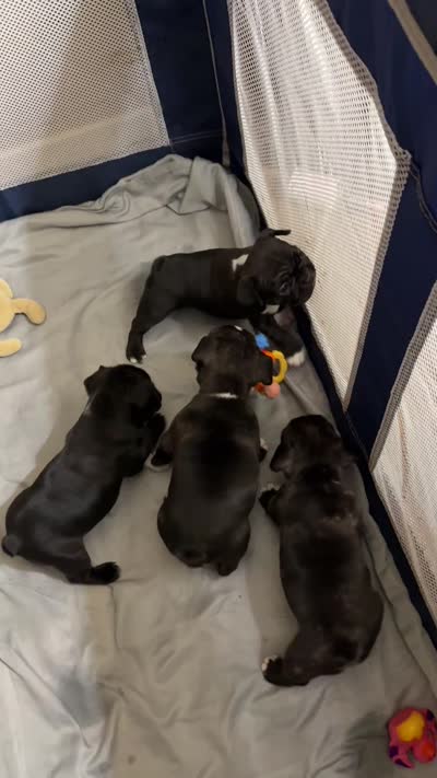 Facility video