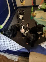 Girl 1, a female French Bulldog for sale in West Chicago, IL – 5 of 8