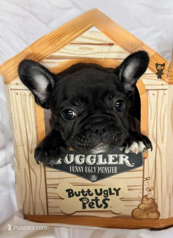 Girl 4 – French Bulldog puppy for sale in West Chicago, IL