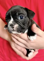 Boy 2, a male French Bulldog for sale in West Chicago, IL – 5 of 9