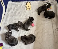 Boy 2, a male French Bulldog for sale in West Chicago, IL – 6 of 9