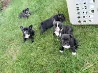 Girl 3, a female French Bulldog for sale in West Chicago, IL – 7 of 10