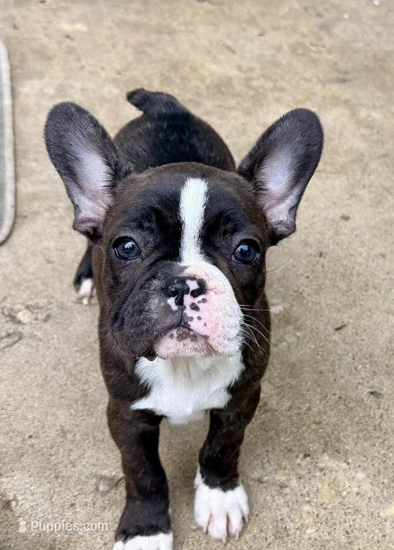 Girl 1 – French Bulldog puppy for sale in West Chicago, IL