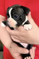 Girl 1, a female French Bulldog for sale in West Chicago, IL – 4 of 8