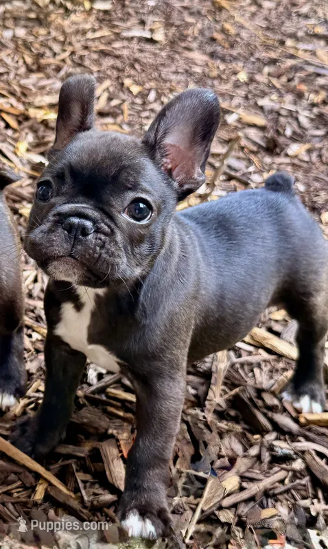 Girl 4 – French Bulldog puppy for sale in West Chicago, IL