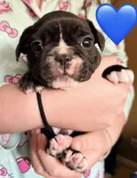 Boy 2, a male French Bulldog for sale in West Chicago, IL – 2 of 9