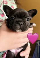 Girl 4, a female French Bulldog for sale in West Chicago, IL – 2 of 8