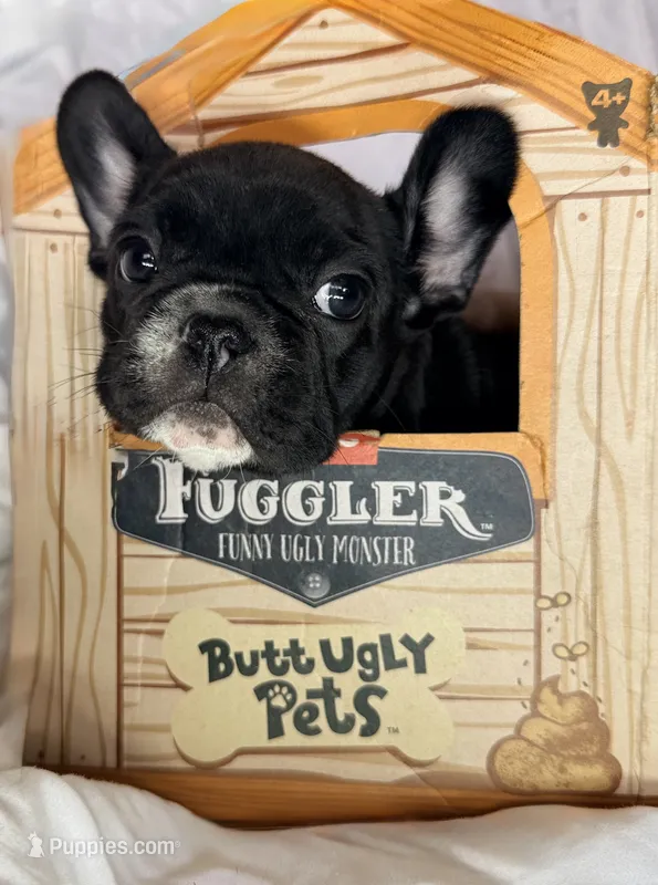 Girl 3 – French Bulldog puppy for sale in West Chicago, IL