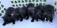 Girl 4, a female French Bulldog for sale in West Chicago, IL – 5 of 8